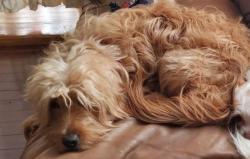 Lost Female Dog last seen Near Northlake Pkwy, Carpentersville, IL 60110, Carpentersville, IL 60110