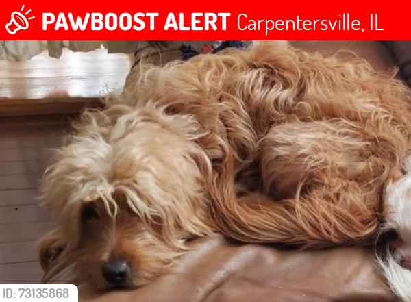 Lost Female Dog last seen Near Northlake Pkwy, Carpentersville, IL 60110, Carpentersville, IL 60110