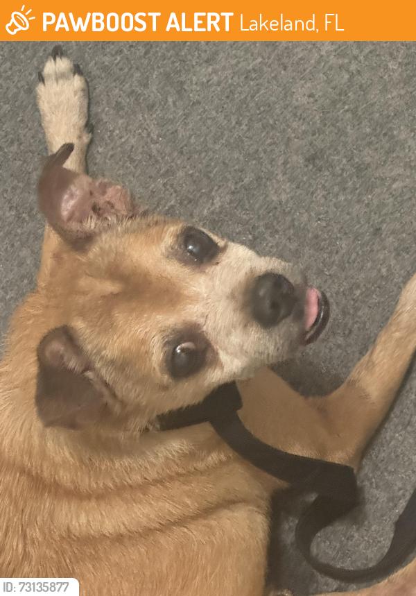Found/Stray Male Dog last seen Lake Bonny Dr W, Lakeland, FL 33801
