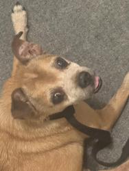 Found/Stray Male Dog last seen Lake Bonny Dr W, Lakeland, FL 33801