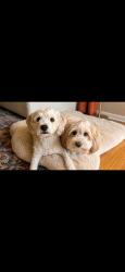 Lost Male Dog last seen Eastern and Whitney, Sacramento, CA 95821