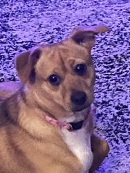 Reunited Female Dog last seen Middlebrook Pike, Knoxville, TN 37909