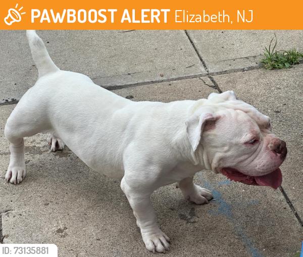Found/Stray Male Dog last seen Florida st, Elizabeth, NJ 07206