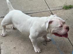 Found/Stray Male Dog last seen Florida st, Elizabeth, NJ 07206