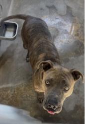 Shelter Stray Female Dog last seen , 957 N Gaffey St, San Pedro, CA 90731, USA