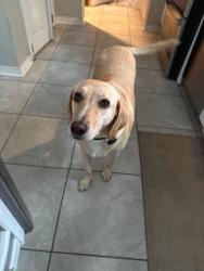 Lost Male Dog last seen Rufford Rd, Surry Rd, Thomas Dale H.S., Chester, VA 23831