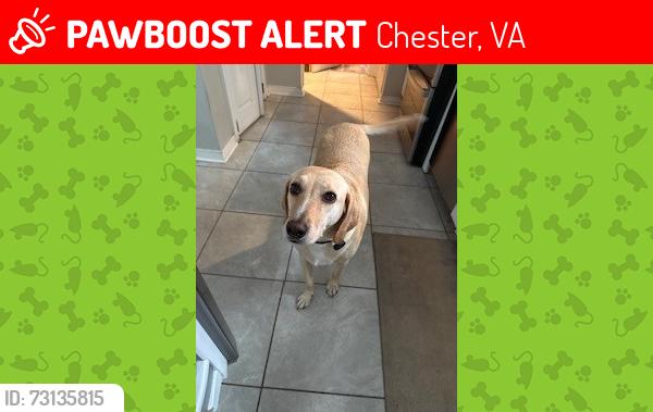 Lost Male Dog last seen Rufford Rd, Surry Rd, Thomas Dale H.S., Chester, VA 23831