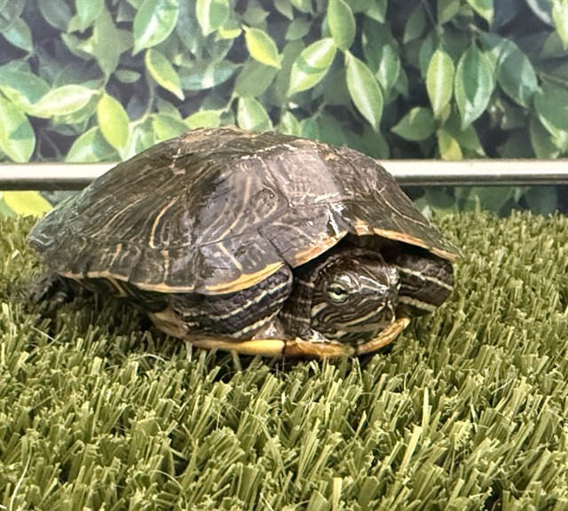 Shelter Stray Female Other last seen , 29525 Agoura Rd, Agoura Hills, CA 91301, USA