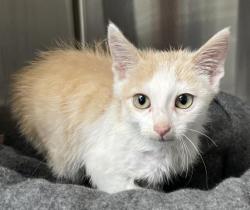 Shelter Stray Male Cat last seen , 3201 Lacy St, Los Angeles, CA 90031, USA