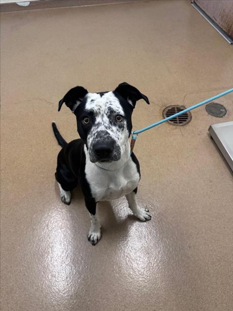 Shelter Stray Female Dog last seen BERMUDA, 16 Barnes Ct, Hayward, CA 94544, USA