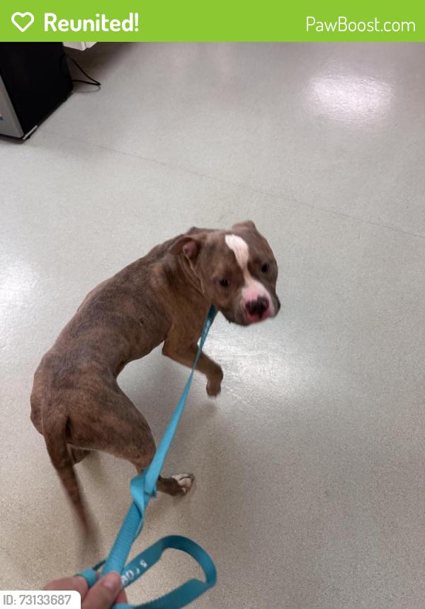 Reunited Male Dog last seen Charles - alpine, Rockford, IL 61108