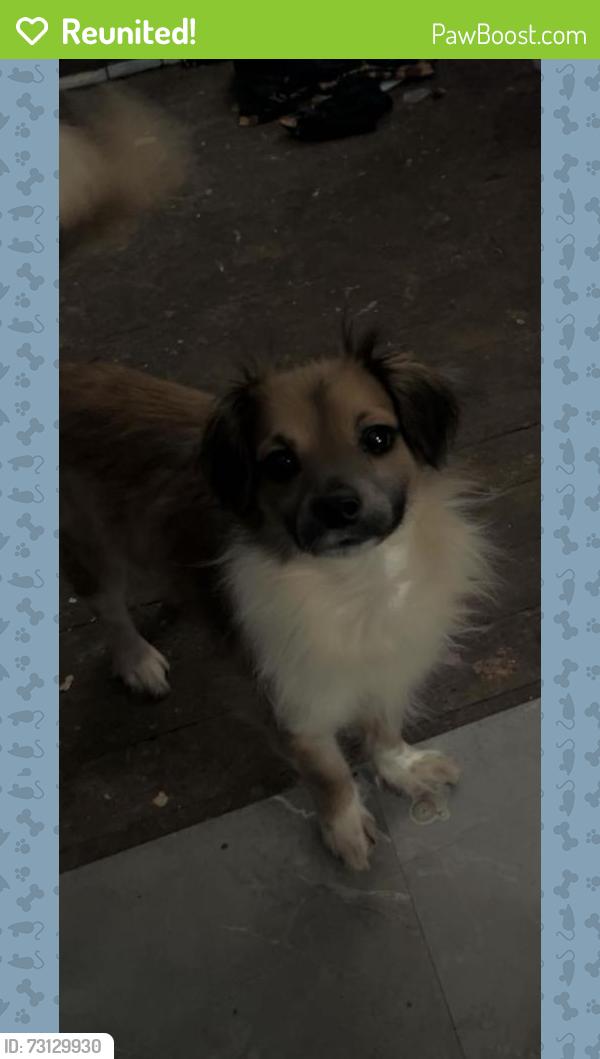 Reunited Male Dog last seen Near Coleridge Rd, Ramseur, NC 27316, USA, Ramseur, NC 27316