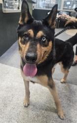 Shelter Stray Male Dog last seen , 3201 Lacy St, Los Angeles, CA 90031, USA