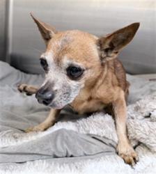 Shelter Stray Male Dog last seen , 3201 Lacy St, Los Angeles, CA 90031, USA