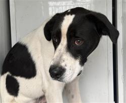 Shelter Stray Male Dog last seen LEXINGTON CROSSING LN/GALBRATH DR, 95842, 3839 Bradshaw Rd, Sacramento, CA 95827, USA
