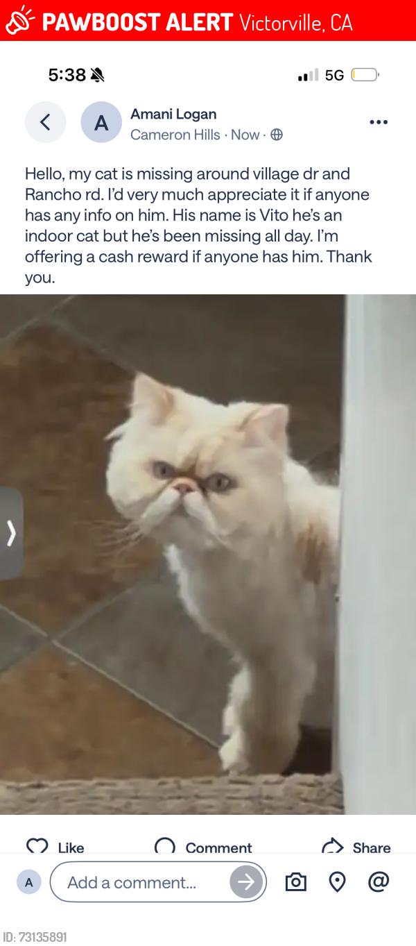Lost Male Cat last seen Rancho rd and village dr, Victorville, CA 92394