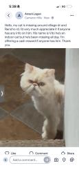 Lost Male Cat last seen Rancho rd and village dr, Victorville, CA 92394