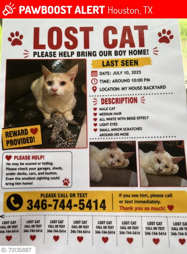Lost Male Cat last seen Near firebrick drive, Houston, TX 77041