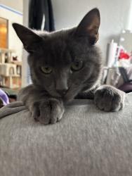 Reunited Male Cat last seen Atrisco Dr, South Valley, NM 87105