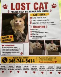 Lost Male Cat last seen Near firebrick drive, Houston, TX 77041