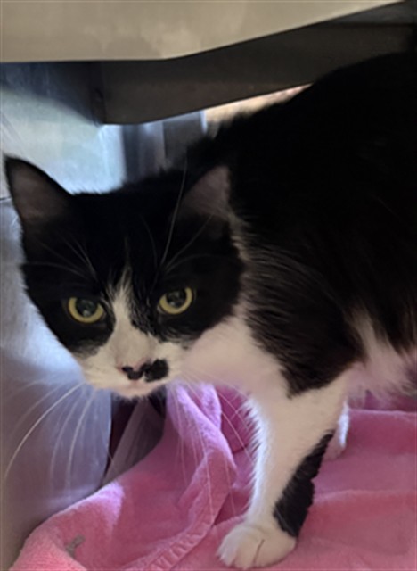 Shelter Stray Female Cat last seen HOLWORTHY WAY/GALBRATH DR, 95842, 3839 Bradshaw Rd, Sacramento, CA 95827, USA