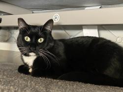 Reunited Female Cat last seen Parker’s Abby neighborhood, near 119th st and NE 132nd ave, Orchards, WA 98682