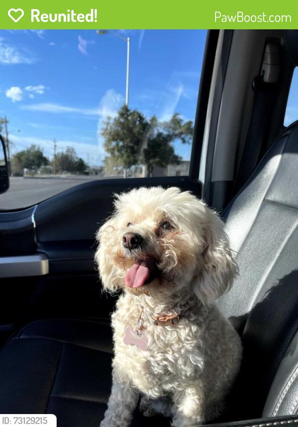 Reunited Female Dog last seen Lomas and Morris, Albuquerque, NM 87112