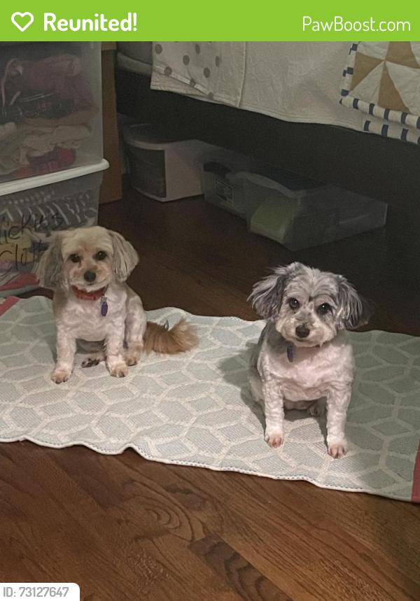 Reunited Female Dog last seen hmstd and Santfe, Edmond, OK 73012
