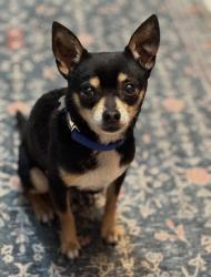 Lost Male Dog last seen Glen Ellyn Rd & North Ave, Glendale Heights, IL 60139