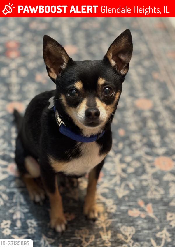 Lost Male Dog last seen Glen Ellyn Rd & North Ave, Glendale Heights, IL 60139