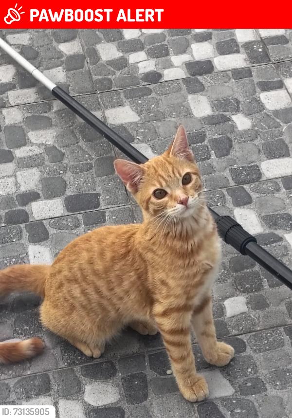 Lost Male Cat last seen Sobre avenida reforma, Naucalpan de Juárez, Méx. 