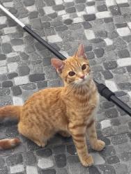 Lost Male Cat last seen Sobre avenida reforma, Naucalpan de Juárez, Méx. 