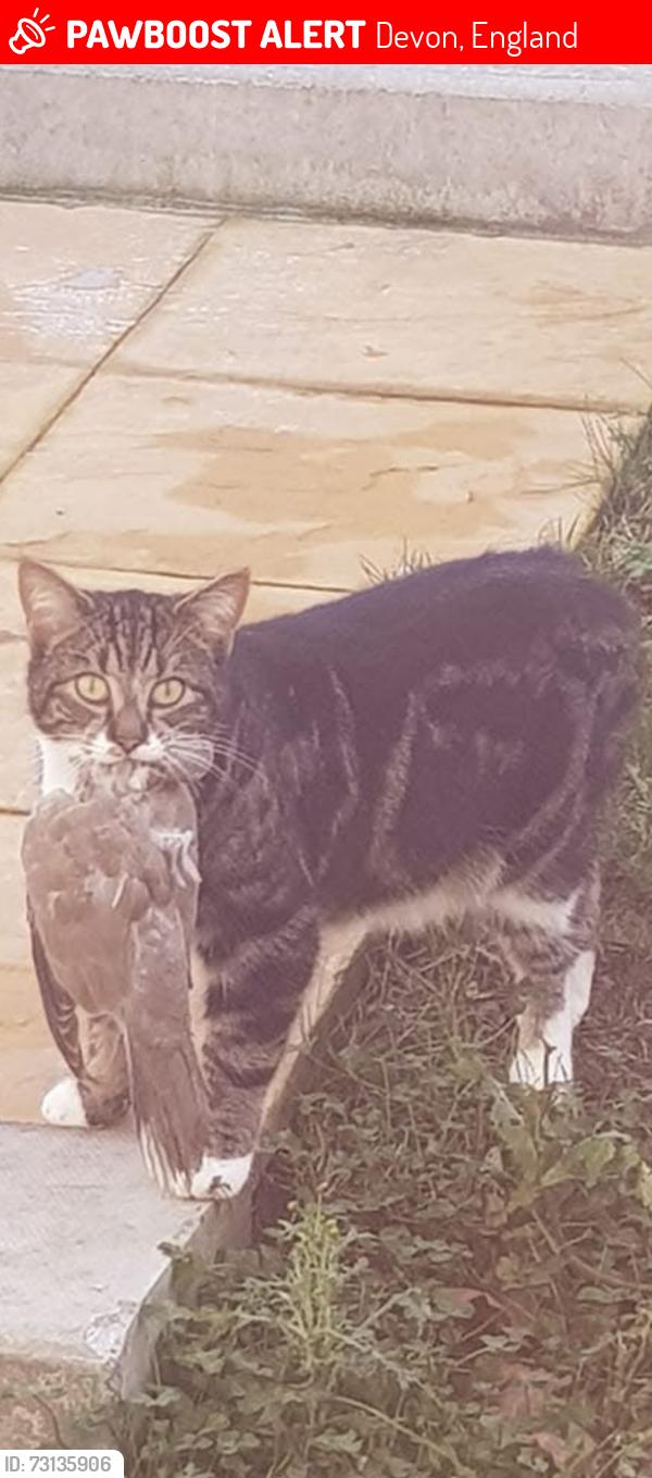 Lost Male Cat last seen Pavilion theatre, Devon, England 
