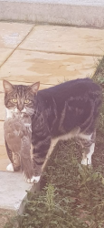 Lost Male Cat last seen Pavilion theatre, Devon, England 