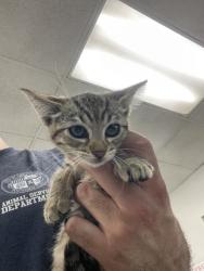 Shelter Stray Female Cat last seen , 14409 Vanowen St, Van Nuys, CA 91405, USA