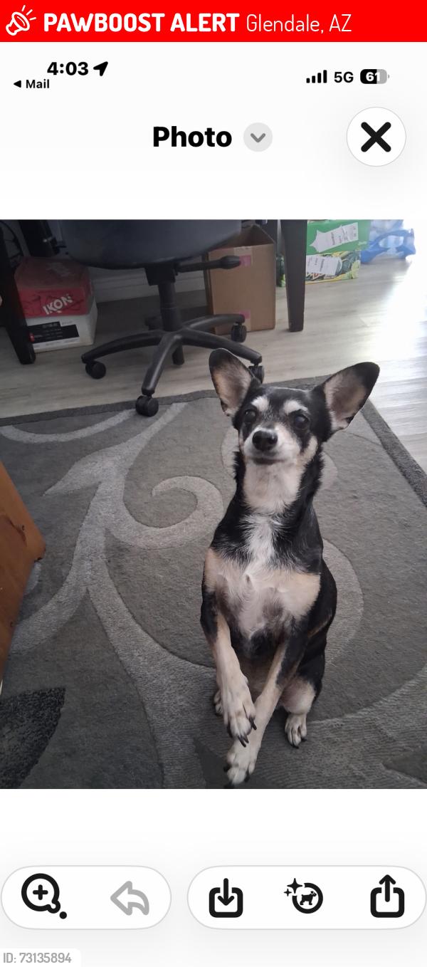 Lost Female Dog last seen Near ave and Glendale ave, Glendale, AZ 85303