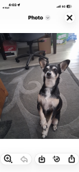 Lost Female Dog last seen Near ave and Glendale ave, Glendale, AZ 85303
