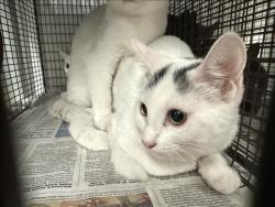 Shelter Stray Female Cat last seen , 14409 Vanowen St, Van Nuys, CA 91405, USA