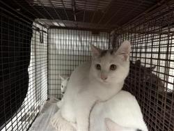 Shelter Stray Male Cat last seen , 14409 Vanowen St, Van Nuys, CA 91405, USA