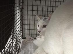 Shelter Stray Male Cat last seen , 14409 Vanowen St, Van Nuys, CA 91405, USA