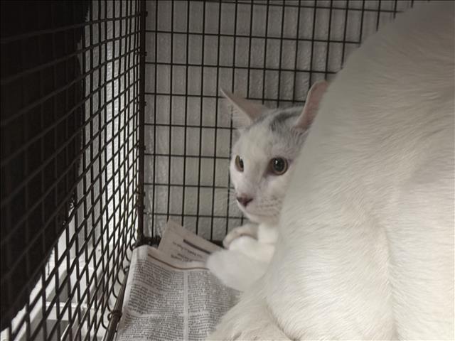 Shelter Stray Male Cat last seen , 14409 Vanowen St, Van Nuys, CA 91405, USA