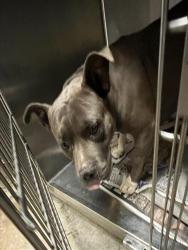 Shelter Stray Male Dog last seen , 14409 Vanowen St, Van Nuys, CA 91405, USA