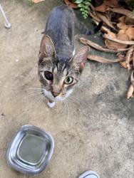 Found/Stray Female Cat last seen Lloyds ests, Oakland Park, FL 33334