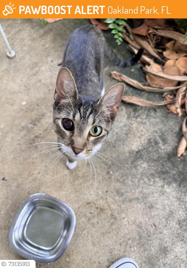 Found/Stray Female Cat last seen Lloyds ests, Oakland Park, FL 33334
