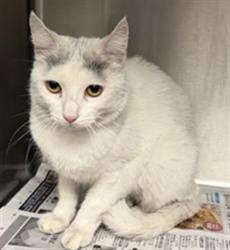 Shelter Stray Male Cat last seen , 14409 Vanowen St, Van Nuys, CA 91405, USA