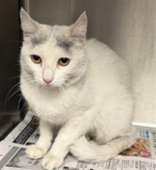 Shelter Stray Male Cat last seen , 14409 Vanowen St, Van Nuys, CA 91405, USA