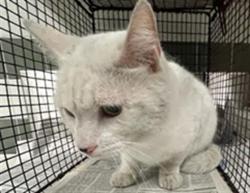 Shelter Stray Male Cat last seen , 14409 Vanowen St, Van Nuys, CA 91405, USA