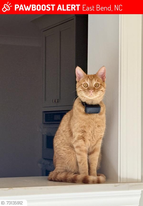 Lost Male Cat last seen Hutchins Rd, East Bend, NC 27018