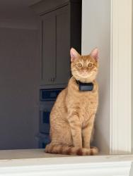 Lost Male Cat last seen Hutchins Rd, East Bend, NC 27018