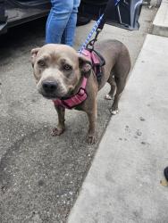 Shelter Stray Female Dog last seen Near BLK OAK ST,BAKERSFIELD,CA, 201 S Mt Vernon Ave, Bakersfield, CA 93307, USA